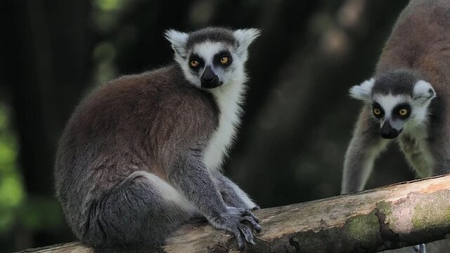 two lemurs in a blurred background