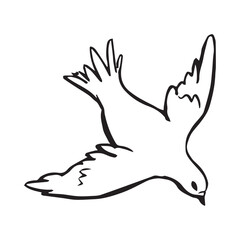 Obraz premium Hand drawn flying white dove with open wings in black ink doodle line art, minimalist romantic illustration symbolizing peace and love, isolated on white background