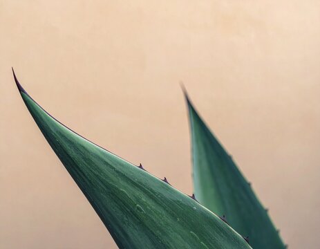Agave Leaf Details: A close-up shot highlighting the sharp, pointed leaves of an agave plant, showcasing their intricate textures and forms in nature.