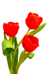 Obraz premium Blumenstrauß als Symbol der Liebe isoliert als Freisteller über transparentem Hintergrund
