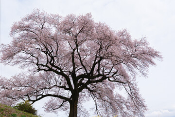 わに塚の桜