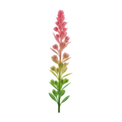 Fototapeta premium delicate plant sprig with soft pink and green gradient, sharp contours and blurred texture, isolated top-down against a transparent background, concept of serene natural elegance