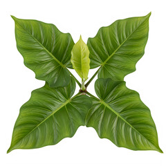 A green leafy plant with four leaves isolated on transparent background