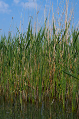 Obraz premium Reeds grow on the edge of the pond. Reflection of grass in water. 