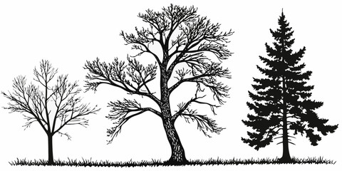 A serene landscape featuring a variety of trees in different stages of growth and foliage Vector © nalu