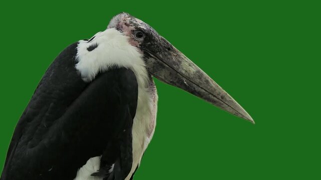 African marabou (Leptoptilos crumenifer) on a green screen