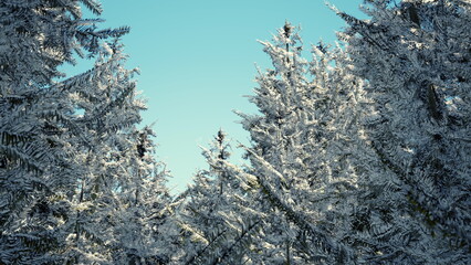 Snow covered trees reach for a bright blue sky, creating a serene winter scene. The frosted branches sparkle in the sunlight, offering a magical view of natures beauty during winter.