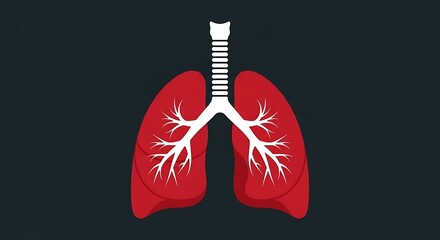 Human lungs with trachea and bronchi in detailed illustration