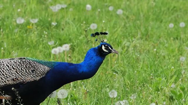 Peacock walking among dandelion flowers in a green field during springtime