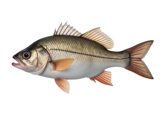 Obraz premium A fish standing upright on a white background