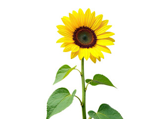 Obraz premium A bright yellow sunflower with green leaves set against a clean white background, perfect for use in designs related to nature, simplicity, and sunshine