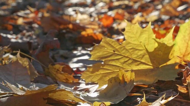 Close-up of a forest floor covered with fallen autumn leaves as yellow maple leaves fall into the frame, landing and settling among the wet foliage under the warm sunlight, moved by a soft breeze.