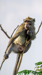 Macaca fascicularis (crab eating macaque, long tailed macaque, cynomolgus macaque) sit on the tree