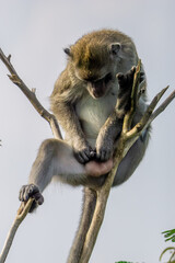 Macaca fascicularis (crab eating macaque, long tailed macaque, cynomolgus macaque) sit on the tree