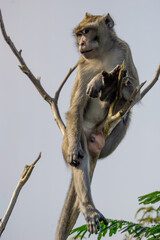 Macaca fascicularis (crab eating macaque, long tailed macaque, cynomolgus macaque) sit on the tree