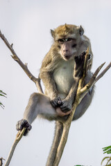 Macaca fascicularis (crab eating macaque, long tailed macaque, cynomolgus macaque) sit on the tree