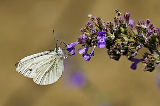 Rape white butterfly (Pieris napi) on the flower of catmint (Nepeta fassenii), Switzerland