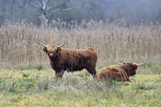 Two Highland cattle (Bos taurus), adult standing in a meadow, Reussspitz nature reserve, Maschwanden, Canton of Zurich, Switzerland