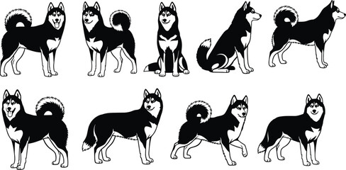 Husky Dog Illustration Set Showing Multiple Standing, Sitting And Walking Poses Representing Pet Animal, Siberian Husky Breed And Canine Behavior Concept © Nupoor's World