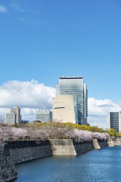 Skyscrapers and cherry blossoms on the moat with water at Osaka Castle, Chūō-ku, Osaka, Japan