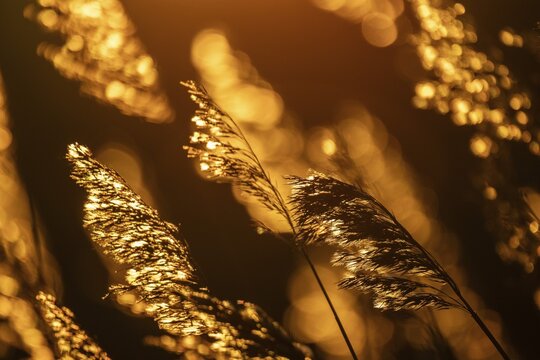Grasses at sunset with warm golden yellow bokeh, corpostrom, corpo or corppo, southwestern archipelago, Finland