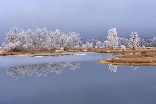 Frozen pond and trees in hoarfrost, nature reserve, Schoren, M&uuml;hlau, Freiamt, Aargau Canton, Switzerland
