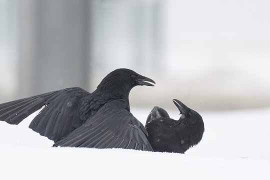 Two fighting crows (Corvus corone) in the snow, Hesse, Germany