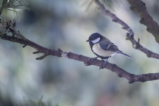 Great Tit (Parus major), Emsland, Lower Saxony, Germany