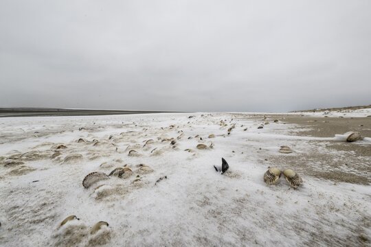 North Sea beach with cockles (Cerastoderma edule) in the snow, Langeoog, Lower Saxony, Germany