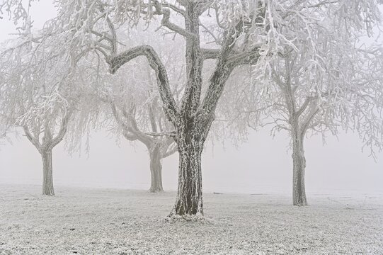 Row of trees with hoarfrost, Lindenberg, Freiamt, Canton of Aargau, Switzerland