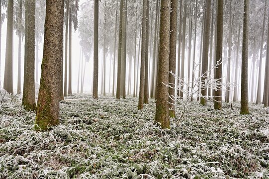 Wald im Raureif, Schlatt, Lindenberg, Freiamt, Canton of Aargau, Switzerland
