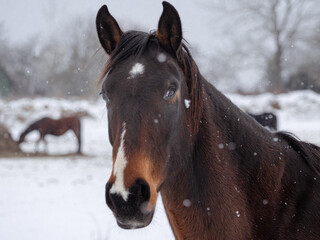 Obraz premium Close up portrait of brown horse in falling snow, winter farm landscape with soft background and natural rural atmosphere