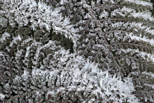 Fern fronds (Polystichum) in hoarfrost, Emsland, Lower Saxony, Germany