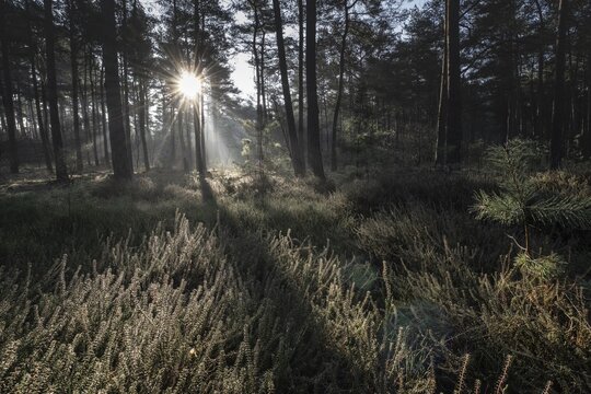 Light rays in the forest, Emsland, Lower Saxony, Germany