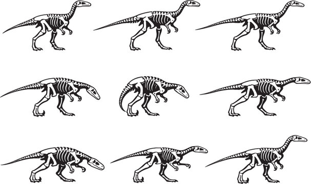 Coelophysis Skeleton Line Art Bundle