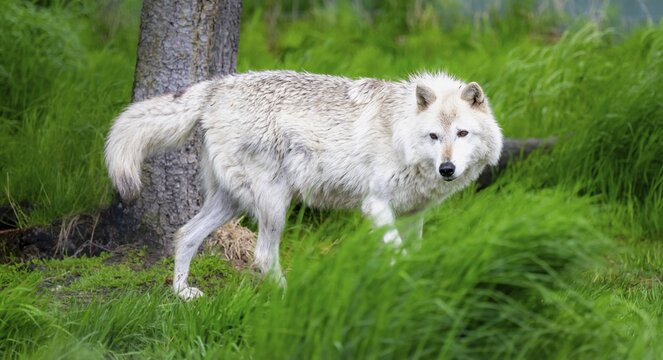 Arctic wolf (Canis lupus arctos), Alaska, USA