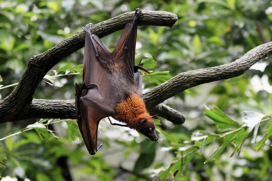 Kalong flying fox (Pteropus vampyrus), adult, in sleeping tree, during the day, alert, Singapore, Southeast Asia