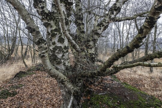Birches (Betula pendula) in the moor, Emsland, Lower Saxony, Germany