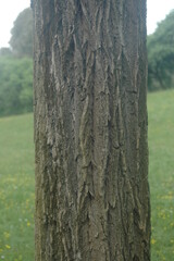 Fototapeta premium old tree trunk