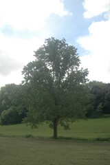 Obraz premium trees in the park