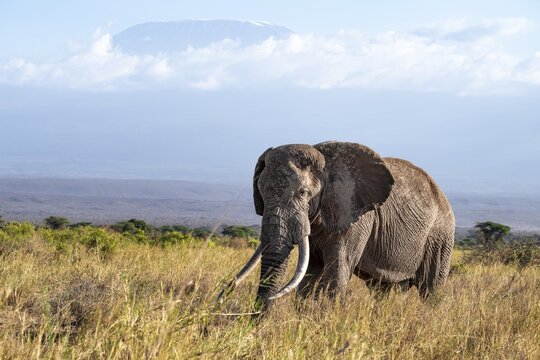 African elephant (Loxodonta africana) in picturesque landscape with the summit of Mount Kilimanjaro, the famous Super Tusker elephant Craig and Pascal, old male with long tusks, in atmospheric evening light, Kajiado County, Kenya