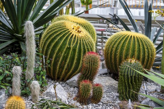 Botanical Garden, greenhouse with cacti and succulents, Zurich Succulent Collection, Switzerland