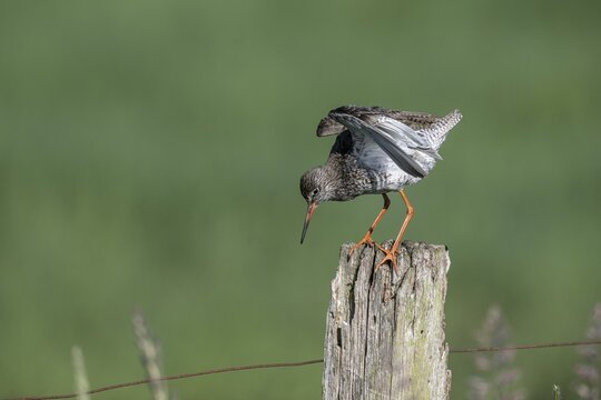 Common redshank (Tringa totanus), standing on a pole, Lower Saxony, Germany