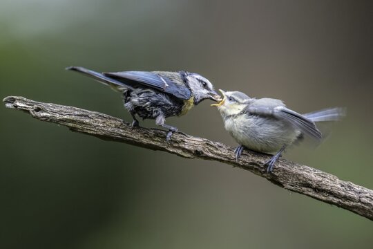 Blue tits (Parus caerulea), adult bird feeding young, Emsland, Lower Saxony, Germany