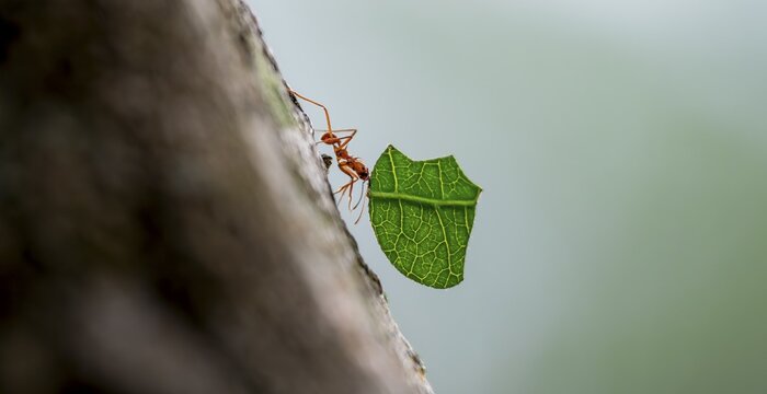 Leaf-cutter ant (Atta cephalotes) carrying a piece of leaf, rainforest, Tortuguero National Park, Costa Rica