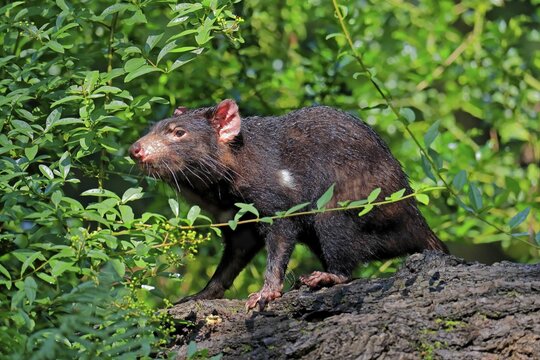 Tasmanian devil (Sarcophilus harrisii), adult, vigilant, on tree trunk, captive, Tasmania, Australia