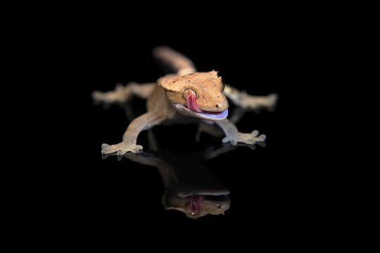 New Caledonian eyelash gecko (Correlophus ciliatus), adult, captive, New Caledonia