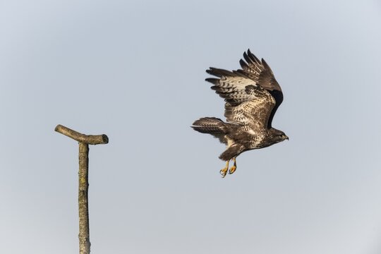 Steppe buzzard (Buteo buteo), flying off, Emsland, Lower Saxony, Germany