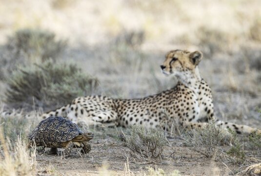 Leopard Tortoise (Stigmochelys pardalis) . Frightened and quickly rushing past a resting female cheetah (Acinonyx jubatus) which does not show any interest at all in the little chelonian. Kalahari Desert, Kgalagadi Transfrontier Park, South Africa