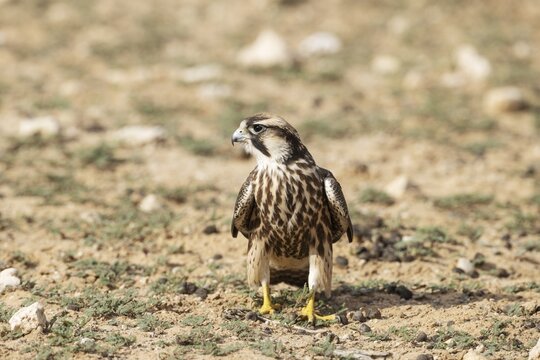 Lanner Falcon (Falco biarmicus) . Kalahari Desert, Kgalagadi Transfrontier Park, South Africa